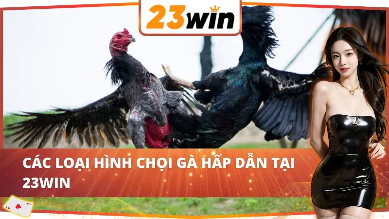 Những sản phẩm đá gà nổi bật tại 23Win