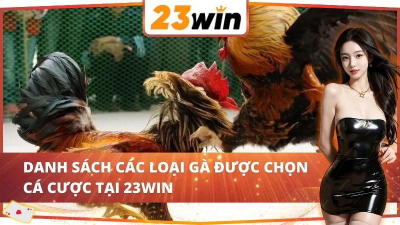 Top các loại gà trong đá gà cựa sắt 