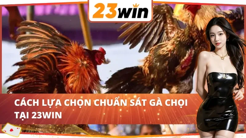 Bí kíp chọn gà của các cao thủ trong đá gà cựa sắt